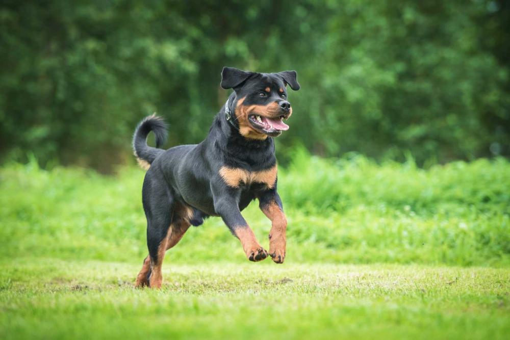 rottweiler-le-coup-de-patte-de-chouchou