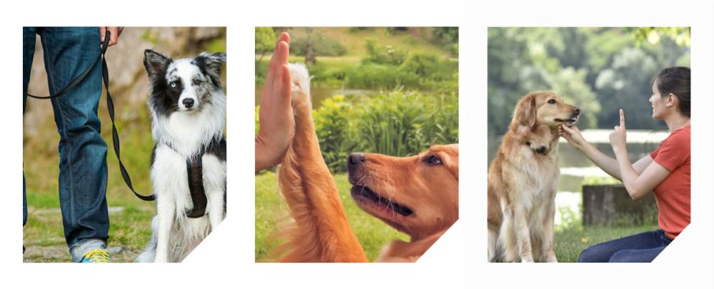le-coup-de-patte-de-chouchou-chien